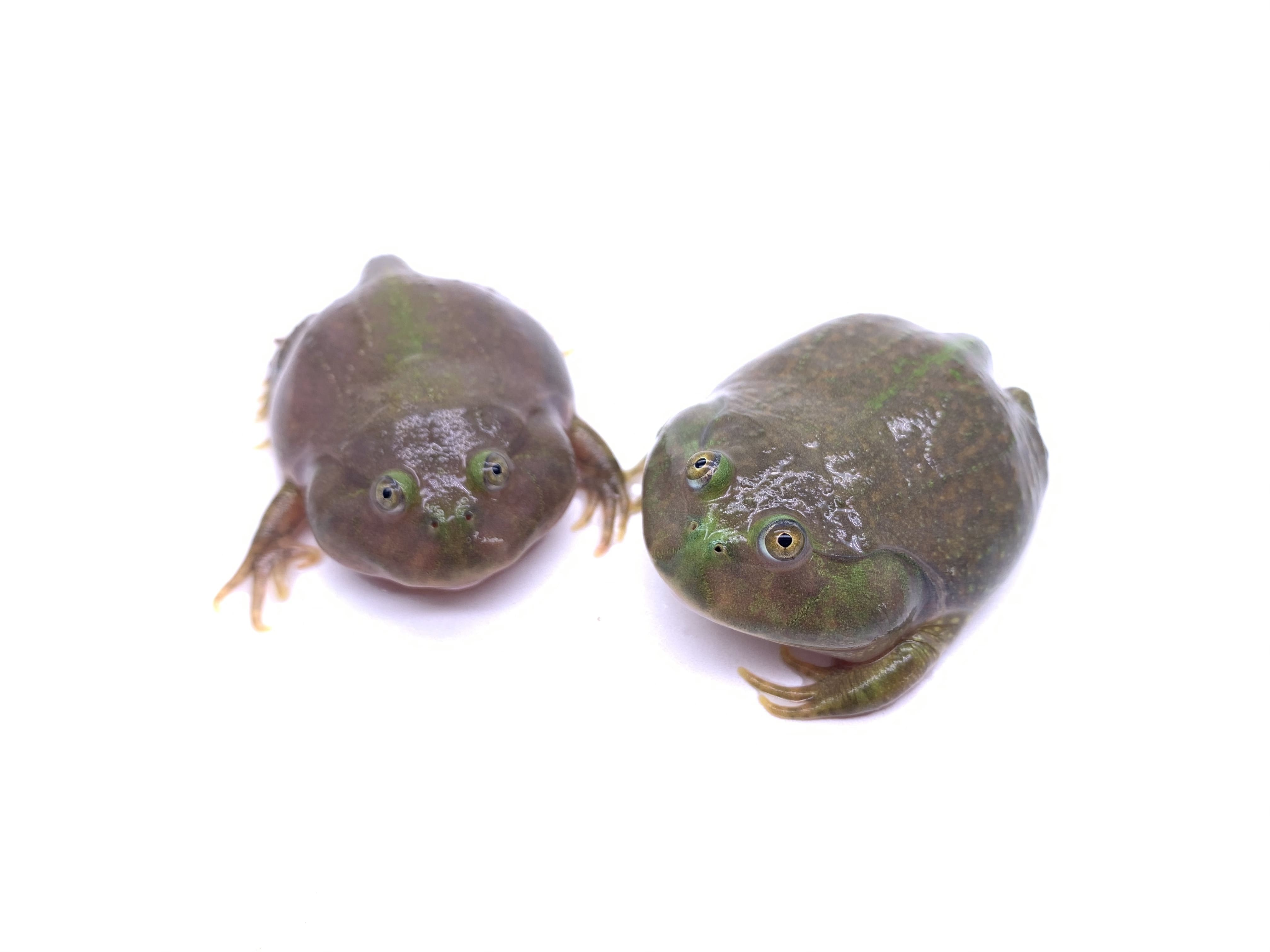 Budgett’s Frog